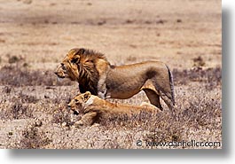 africa, animals, horizontal, lions, tanzania, tarangire, wild, photograph