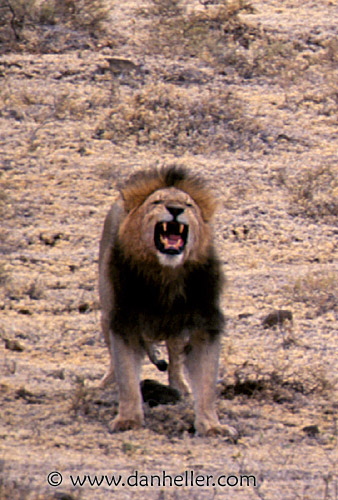 lion06.jpg