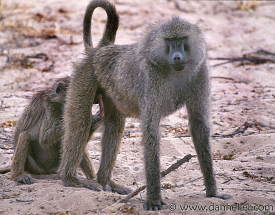 baboons-1.jpg