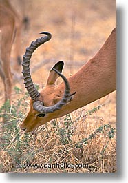 africa, animals, gazelle, tanzania, tarangire, vertical, wild, photograph