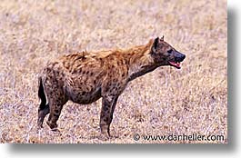 africa, animals, horizontal, hyena, tanzania, tarangire, wild, photograph
