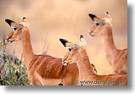 africa, animals, horizontal, impala, tanzania, tarangire, wild, photograph