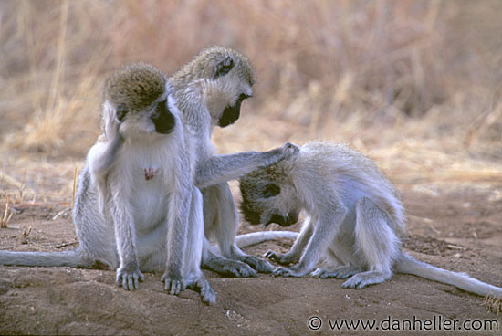 vervet-monkey-1.jpg