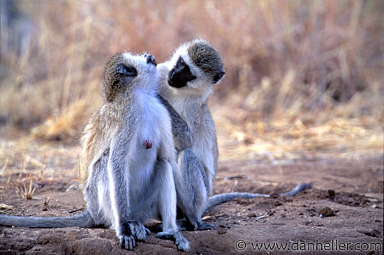 vervet-monkey-2.jpg