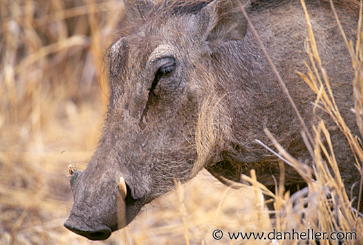 warthog-a.jpg