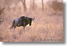 africa, animals, horizontal, tanzania, tarangire, wild, wildebeest, photograph
