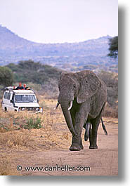 africa, animals, crossing, elephants, pachyderms, tanzania, tarangire, vertical, wild, photograph