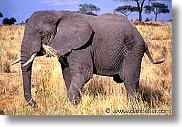 africa, animals, elephants, horizontal, pachyderms, tanzania, tarangire, wild, photograph
