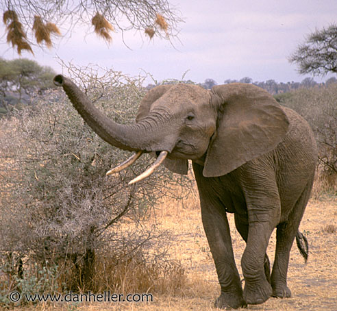 elephant03.jpg