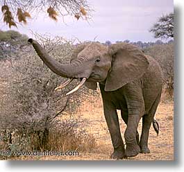 africa, animals, elephants, pachyderms, square format, tanzania, tarangire, wild, photograph