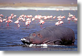 africa, animals, hippo, horizontal, pachyderms, tanzania, tarangire, wild, photograph