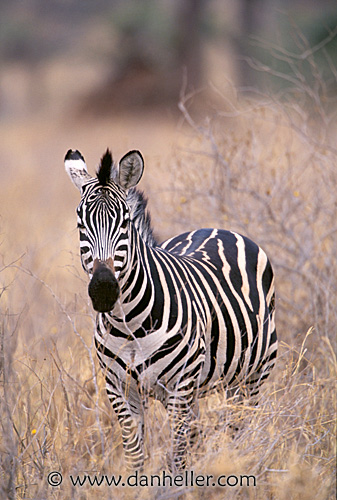 zebra03.jpg