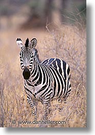africa, animals, tanzania, tarangire, vertical, wild, zebra, photograph