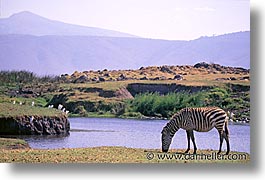 africa, animals, horizontal, tanzania, tarangire, wild, zebra, photograph
