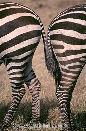 zebra09.jpg