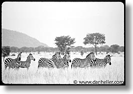 africa, black and white, horizontal, tanzania, photograph