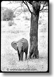 africa, black and white, elephants, tanzania, vertical, photograph