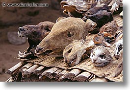 africa, animals, heads, horizontal, togo, tribes, voodoo, west africa, photograph