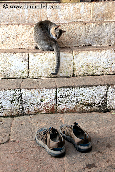 cat-n-shoes.jpg