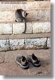 animals, asia, bhutan, cats, shoes, vertical, photograph