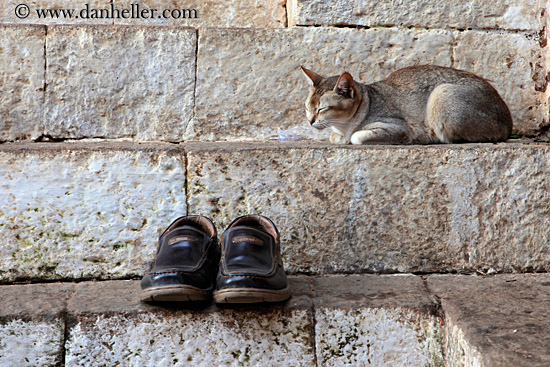 cat-sleeping-by-shoes-01.jpg