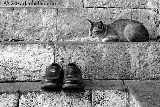cat-sleeping-by-shoes-01-bw.jpg