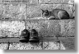 animals, asia, bhutan, black and white, cats, horizontal, shoes, sleeping, photograph