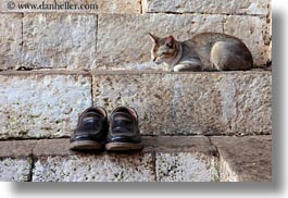 animals, asia, bhutan, cats, horizontal, shoes, sleeping, photograph