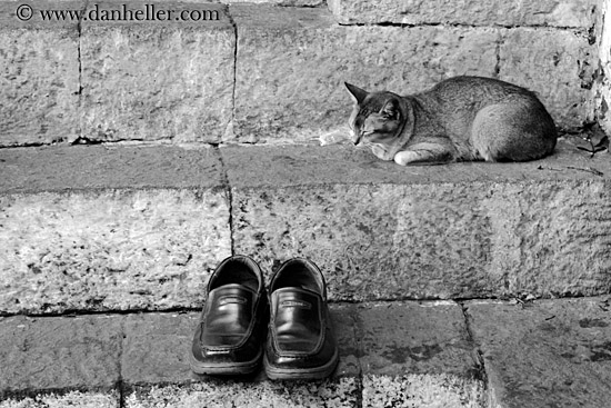 cat-sleeping-by-shoes-02-bw.jpg