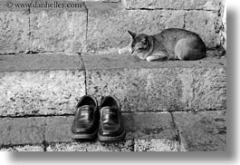 images/Asia/Bhutan/Animals/cat-sleeping-by-shoes-02-bw.jpg