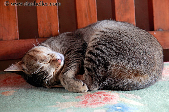 cat-sleeping-on-rug-01.jpg