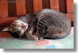 animals, asia, bhutan, cats, horizontal, rugs, sleeping, photograph