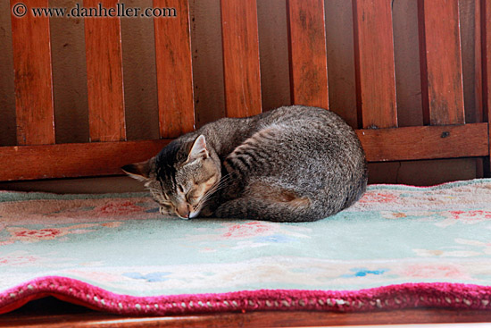 cat-sleeping-on-rug-02.jpg