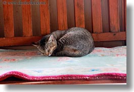 animals, asia, bhutan, cats, horizontal, rugs, sleeping, photograph