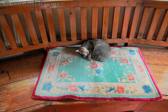 cat-sleeping-on-rug-03.jpg