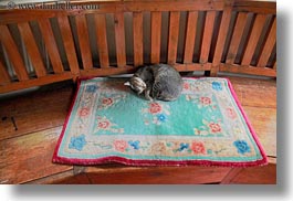 animals, asia, bhutan, cats, horizontal, rugs, sleeping, photograph