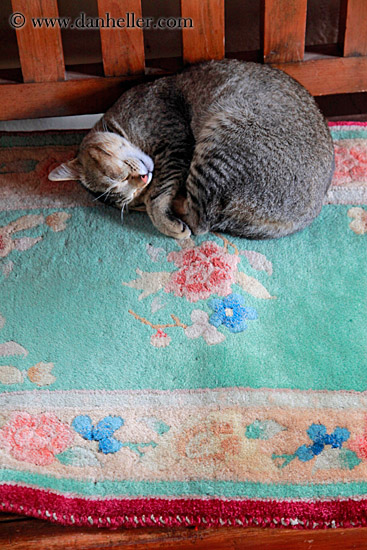 cat-sleeping-on-rug-04.jpg