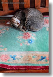 animals, asia, bhutan, cats, rugs, sleeping, vertical, photograph