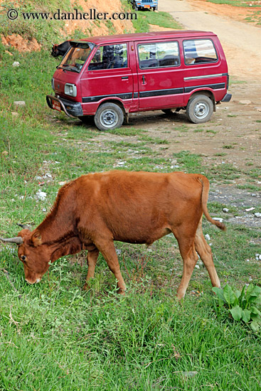 cow-n-red-van.jpg