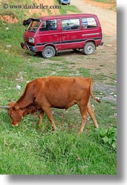 animals, asia, bhutan, cows, red, vans, vertical, photograph