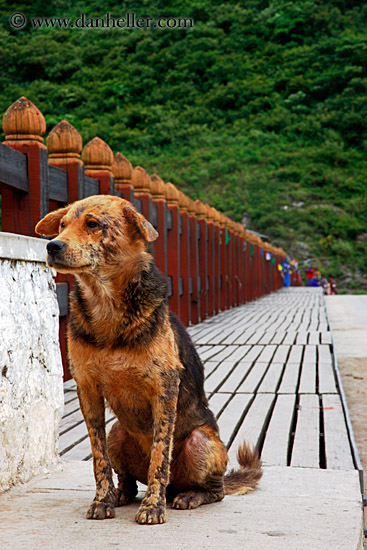 dog-on-bridge.jpg