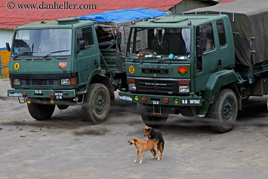 dogs-n-trucks.jpg