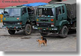 animals, asia, bhutan, dogs, horizontal, trucks, photograph