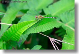 animals, asia, bhutan, dragons, fly, horizontal, photograph