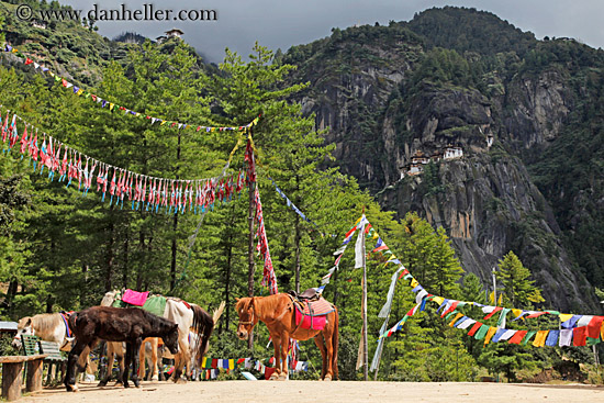 horses-n-prayer-flags-01.jpg