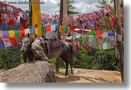 animals, asia, asian, bhutan, buddhist, flags, horizontal, horses, prayer flags, prayers, religious, style, photograph