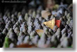 artifacts, asia, asian, bhutan, buddhist, budh, charms, horizontal, religious, style, photograph