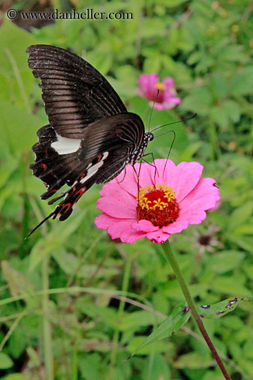 butterfly-on-flowers-02.jpg
