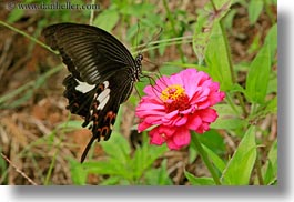 asia, bhutan, butterflies, colors, flowers, horizontal, lush, nature, pink, photograph