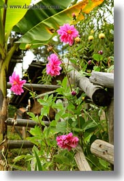 asia, bhutan, colors, dahlia, flowers, lush, nature, pink, vertical, photograph